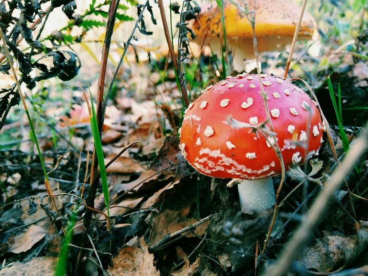 mushroom