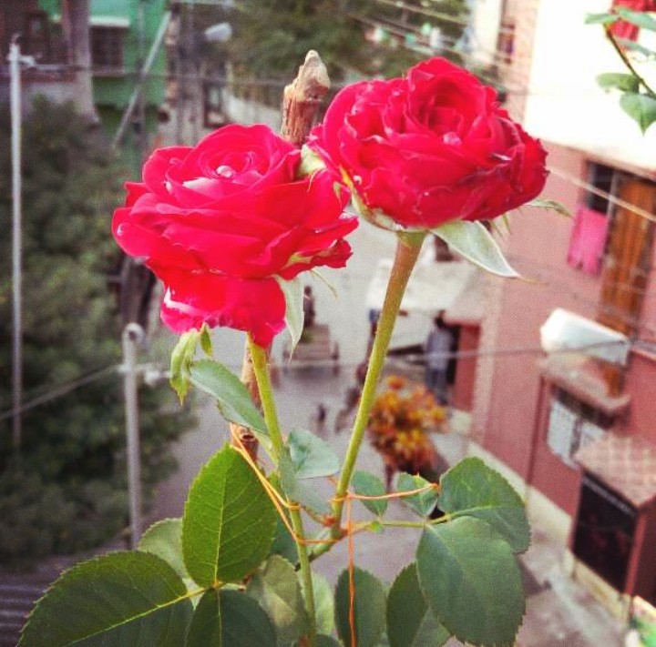 I ❤❤❤❤❤ rose