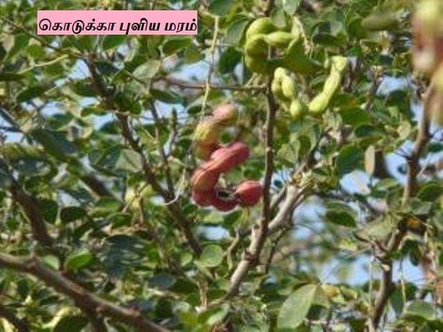கொடுக்கா புளி மரம்
