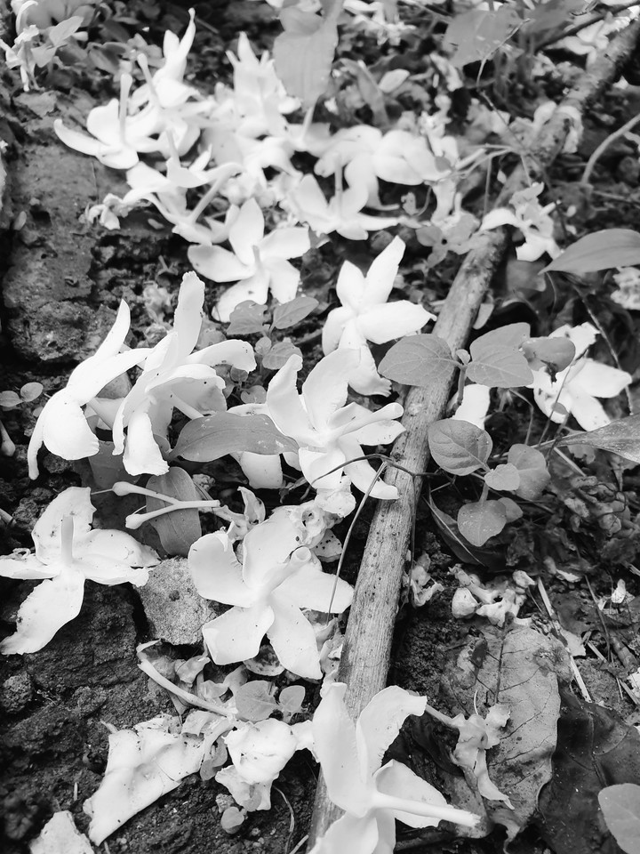 Jasmine