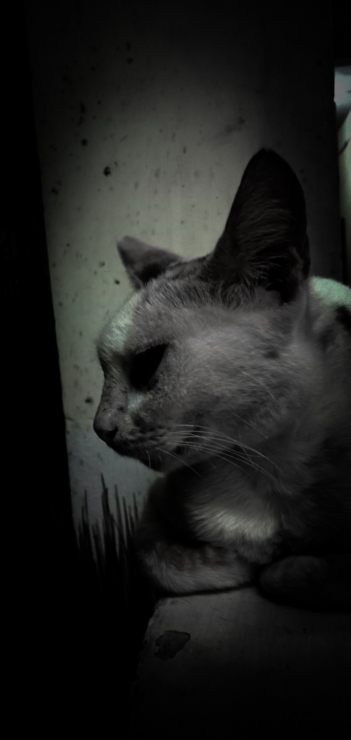 cats