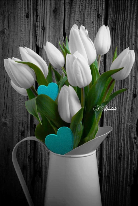 Tulips