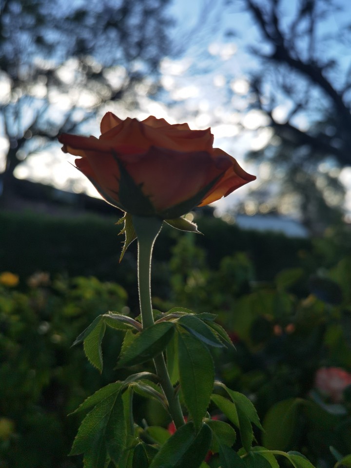 Rose