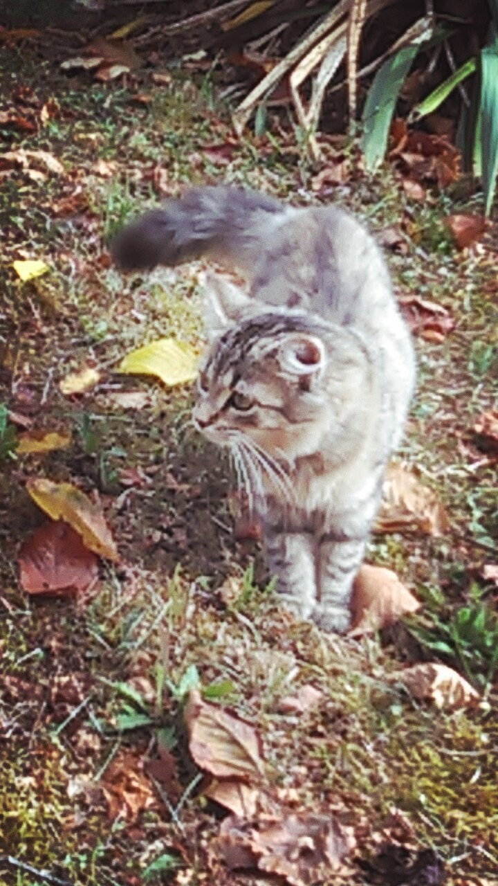 les craquements sous les pattes