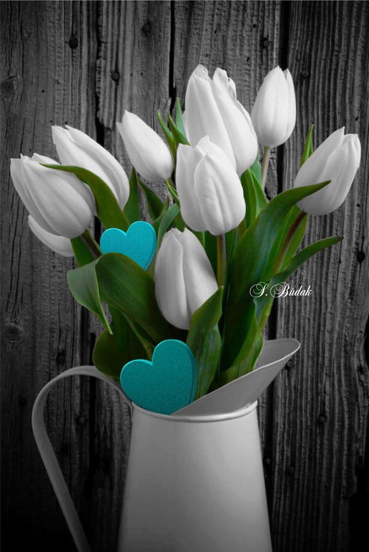 Tulips
