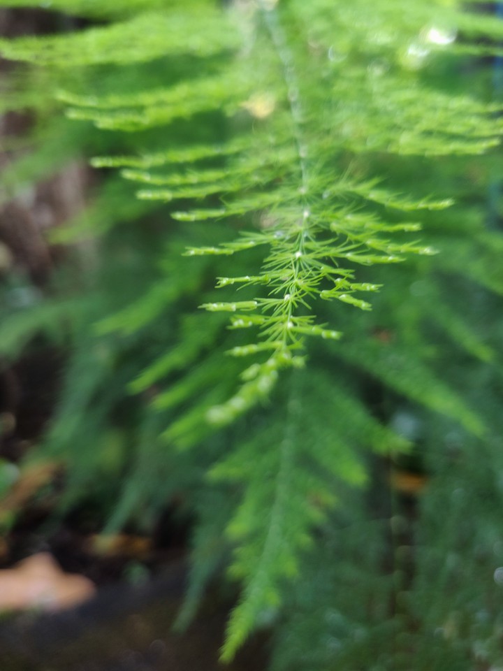 green leaf