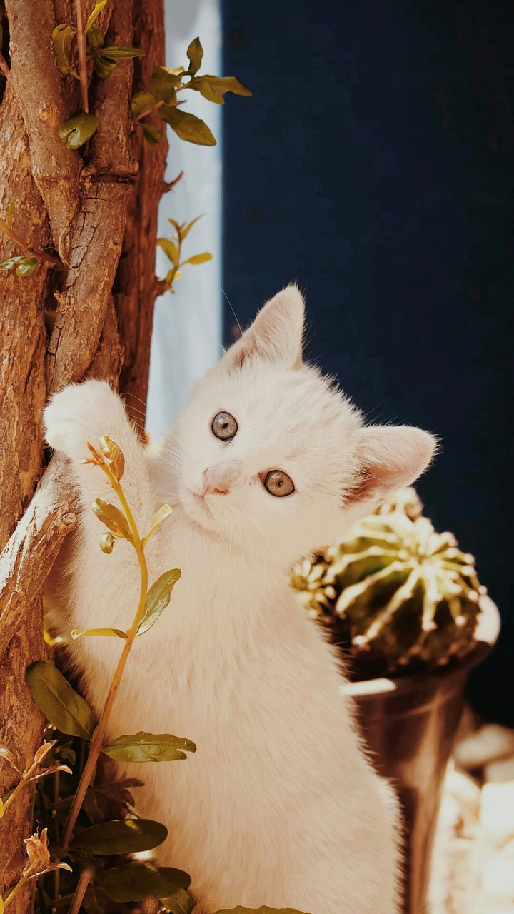 hii