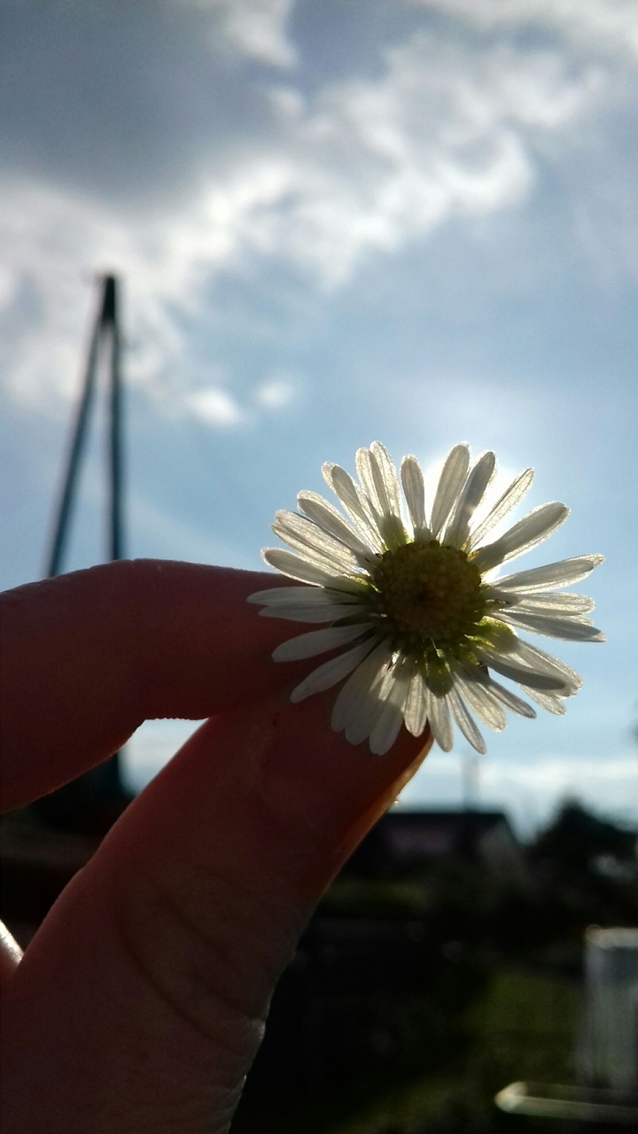 flower