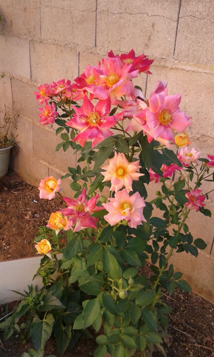 flores coloridas