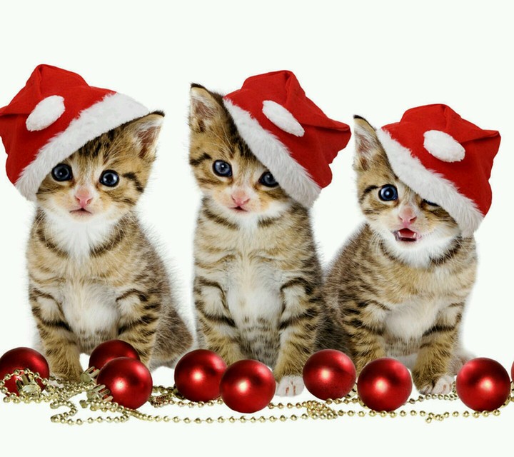 Marry Christmas