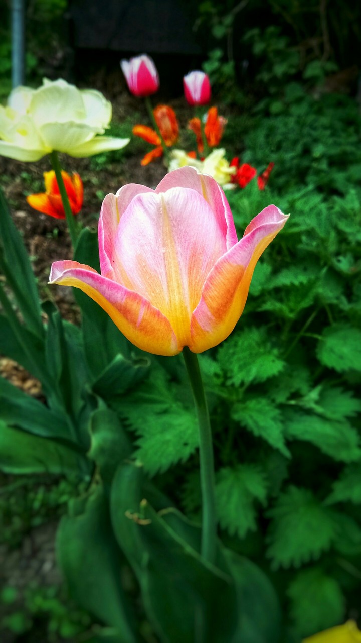 tulp