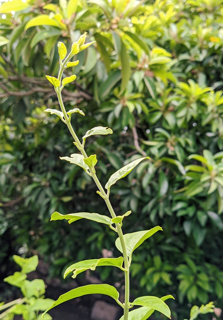 Plants