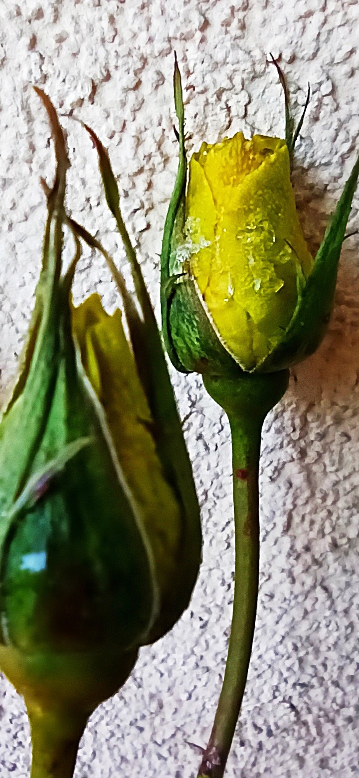 roses yellow white