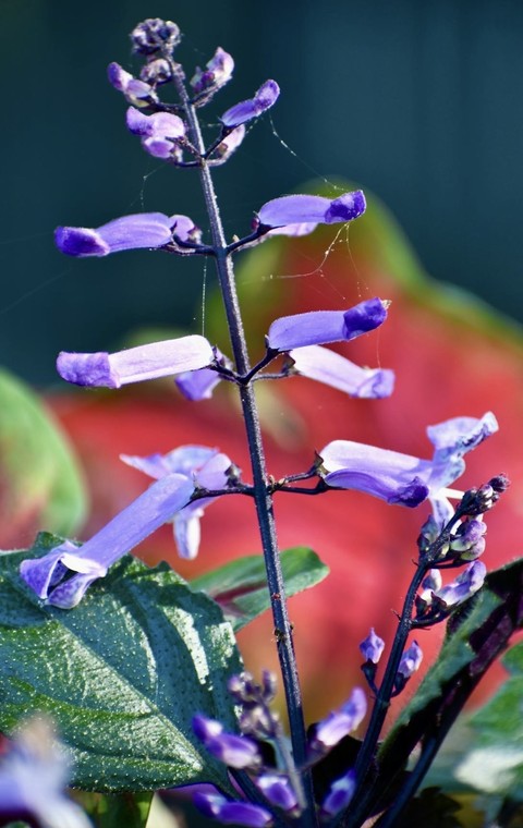 רקעים flower, lobelias