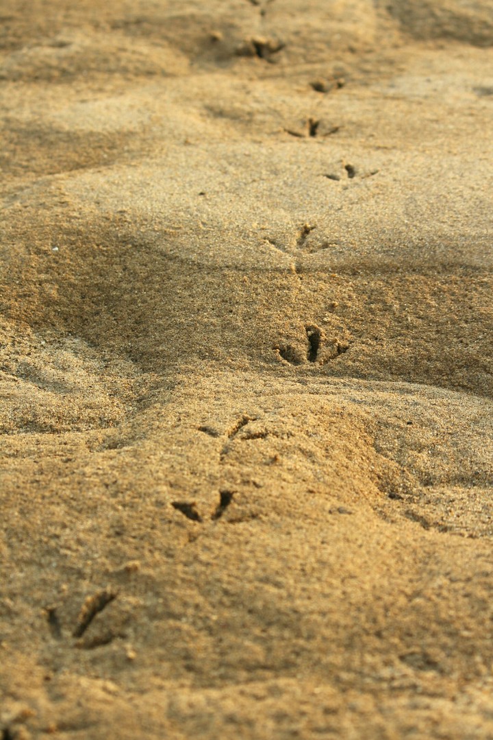 foot prints