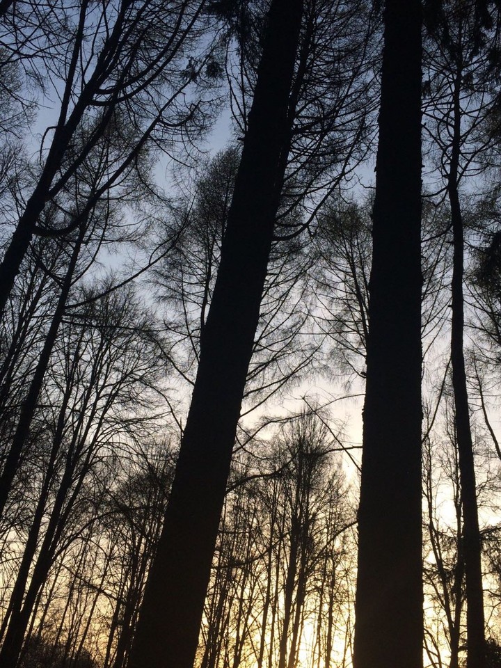 forest
