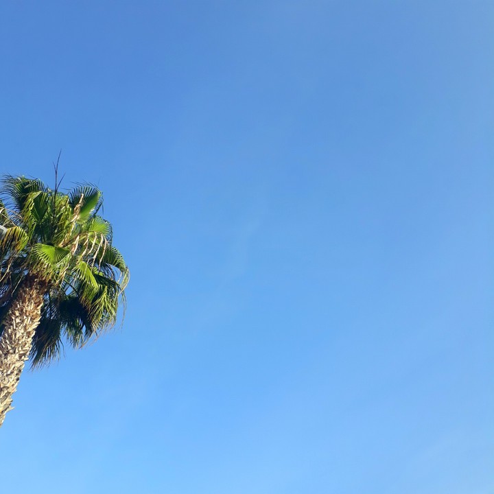 ▪Palm○•°