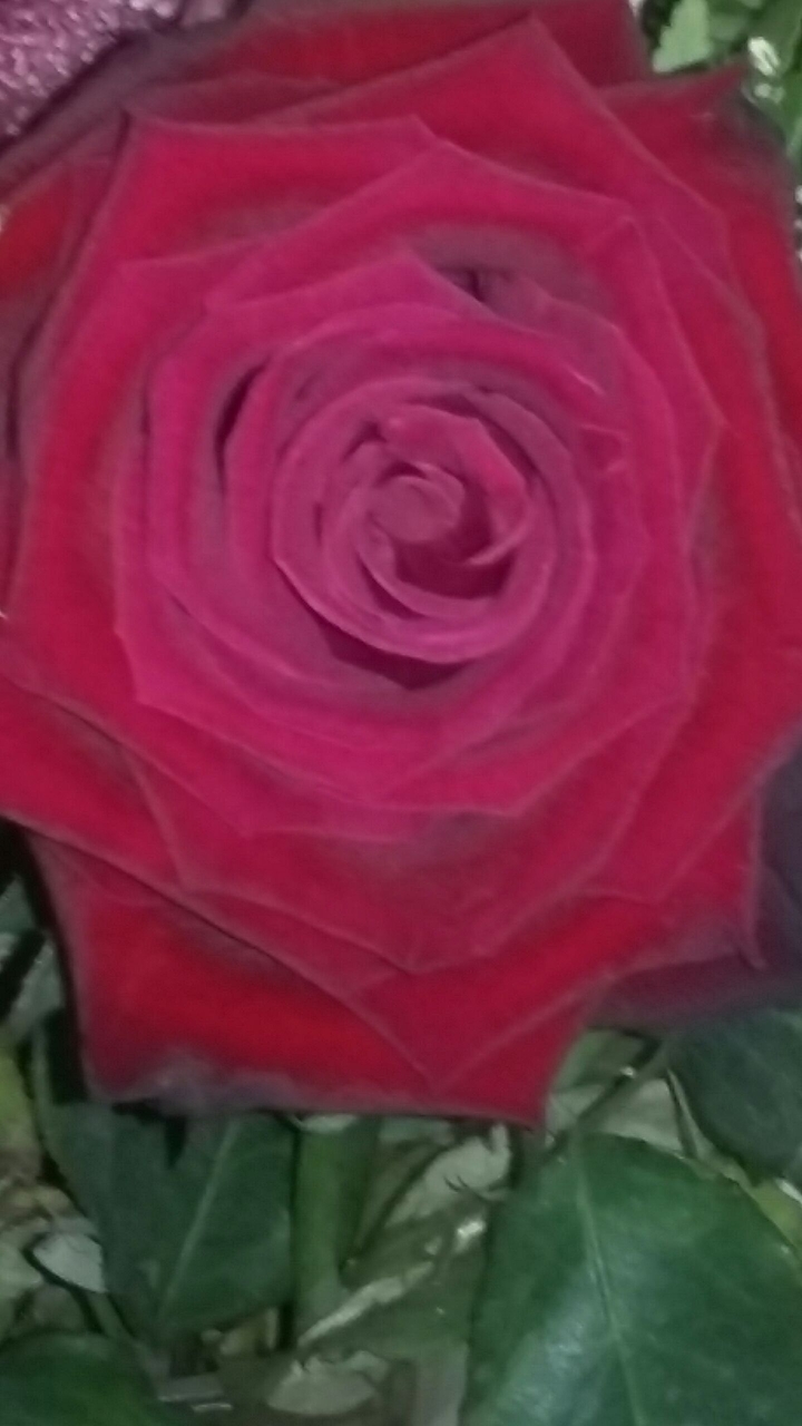 rose