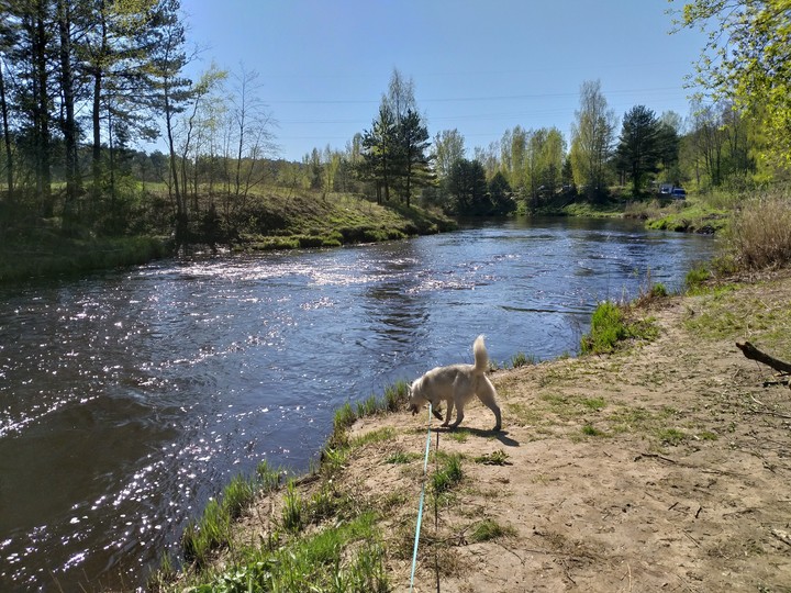 Прогулка с хаски 09.05.2019 г.