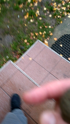 Freedom for the bird