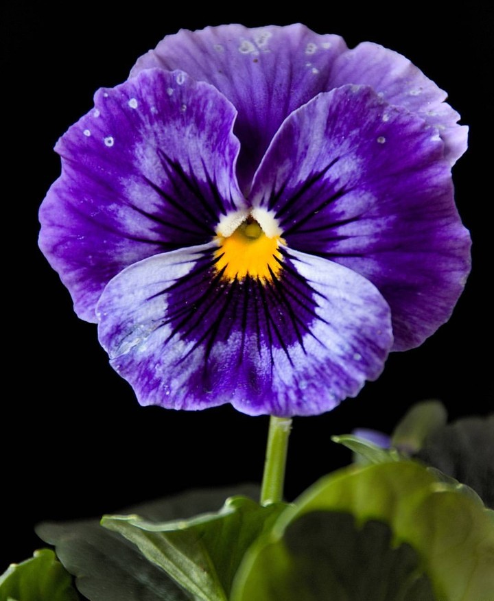 Viola