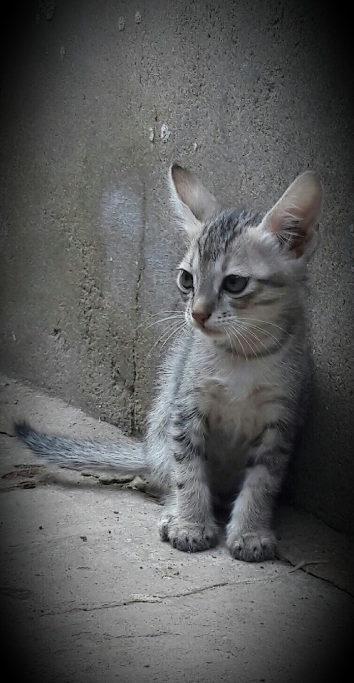 cat