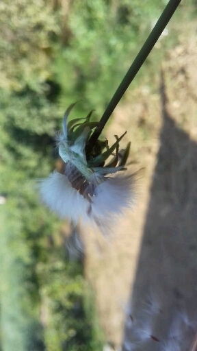blowing flower