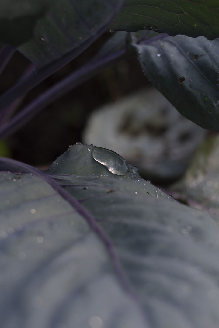 rain