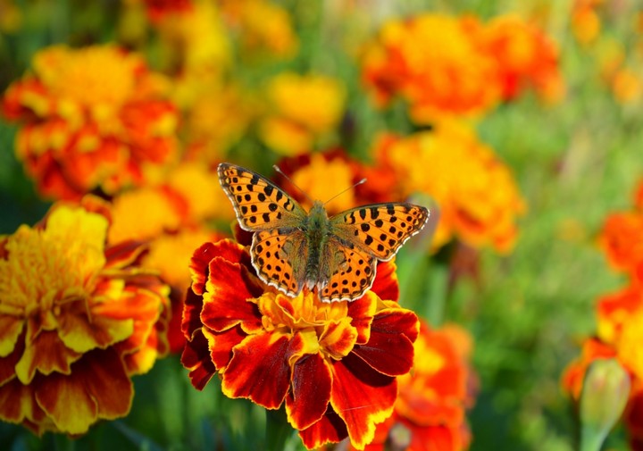 Butterfly