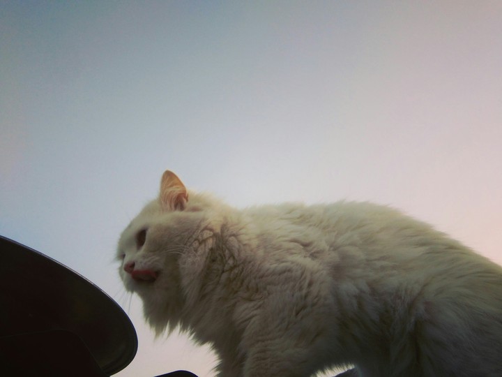 MAKE FŘIÈŅĎ'S TO CATS ?