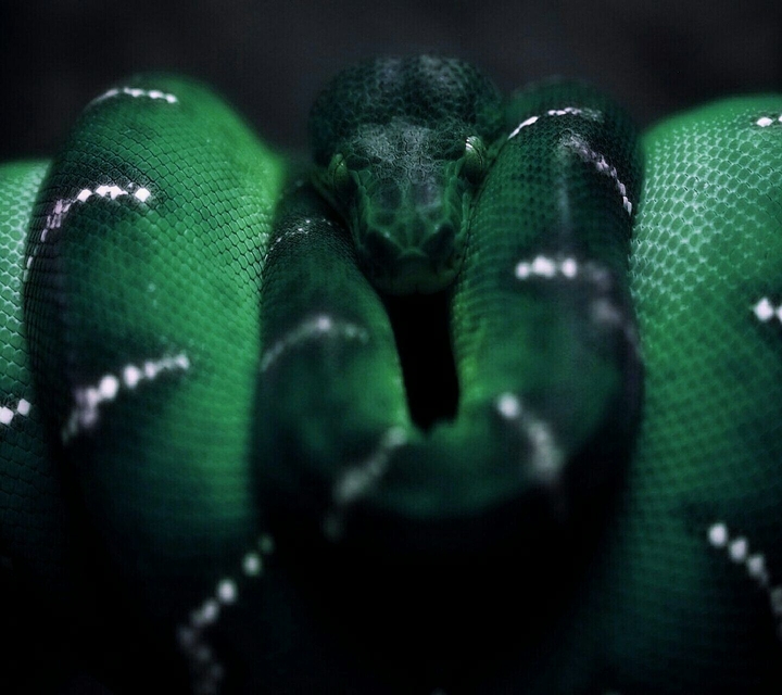 Python Snake