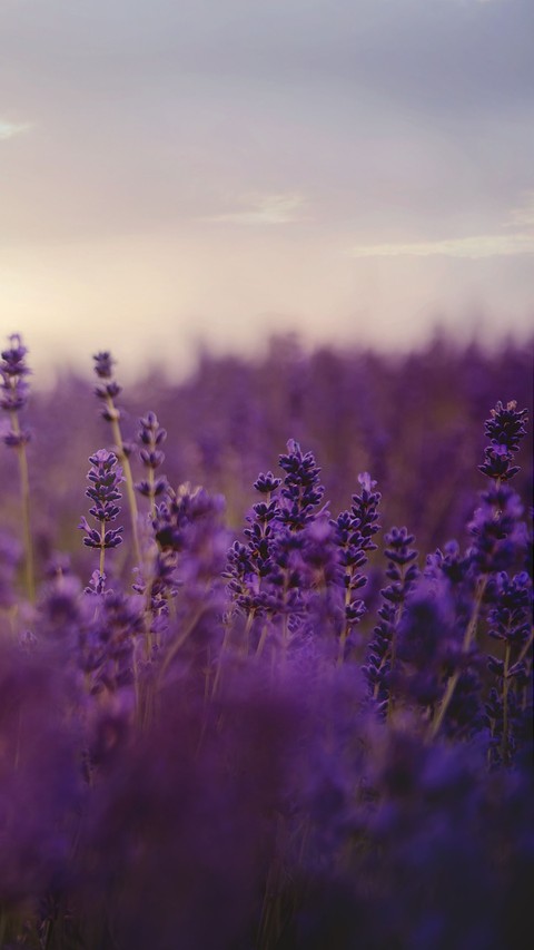 los campos de lavanda