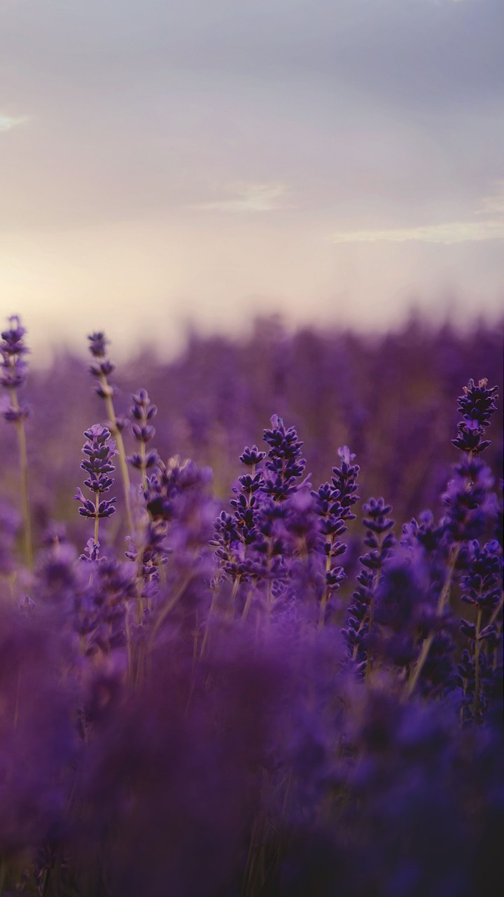 los campos de lavanda