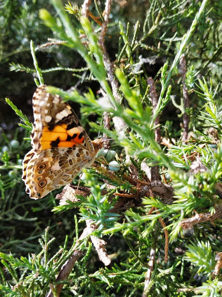 butterfly