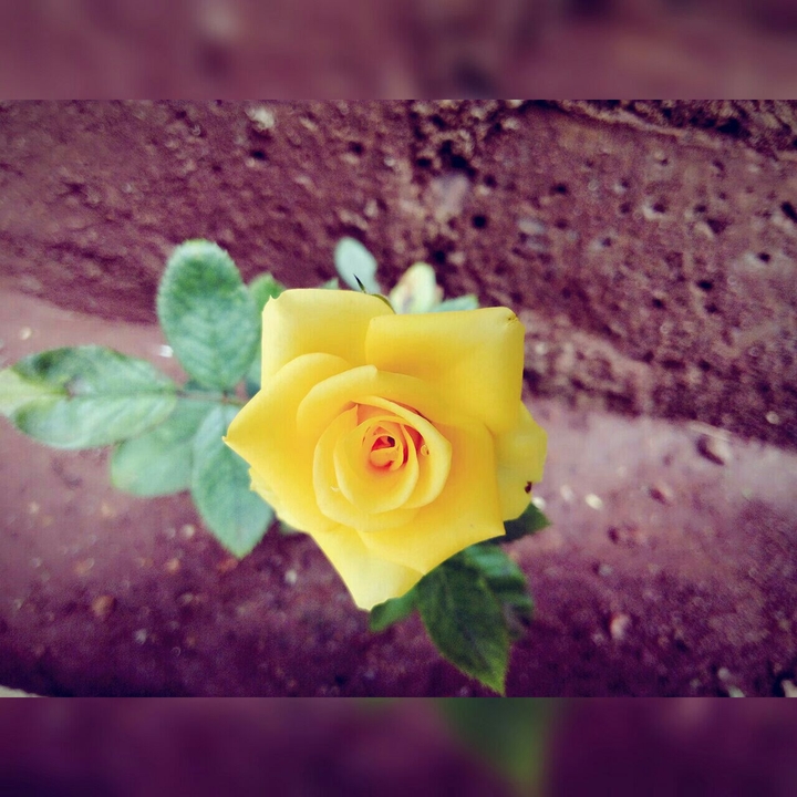 yellow rose
