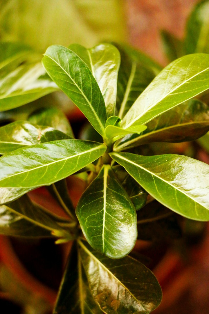 budding