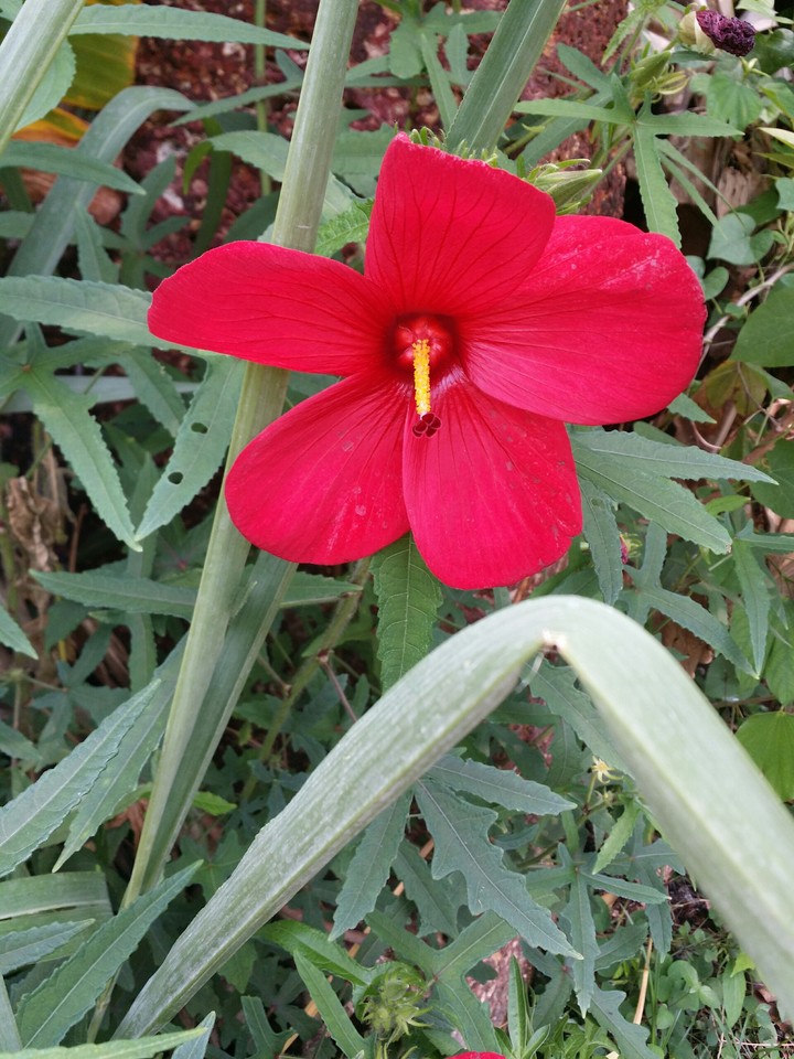 Swamp Rosemallow