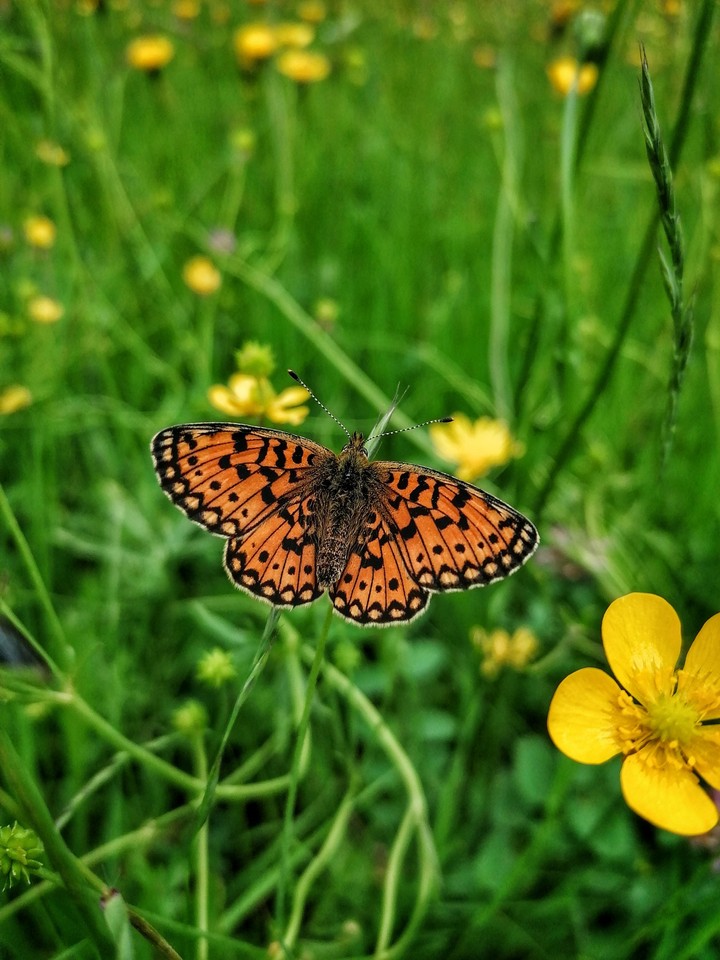 butterfly