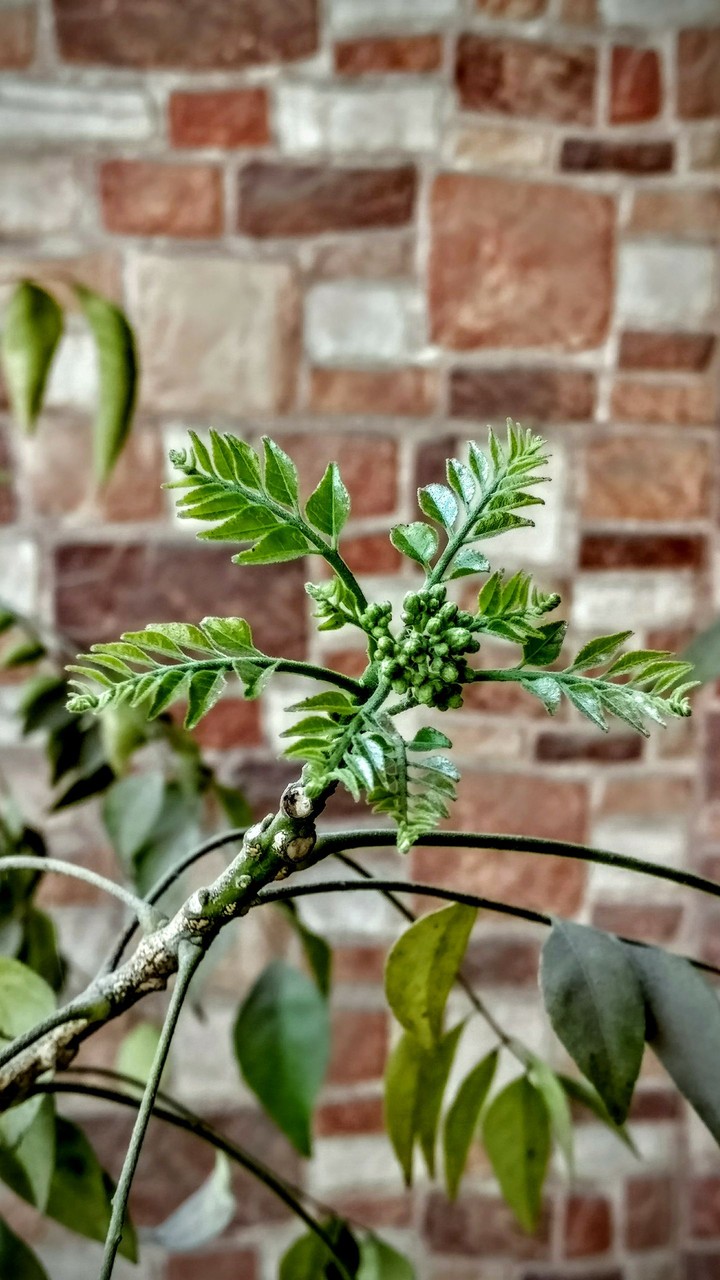 Curry leaves budding