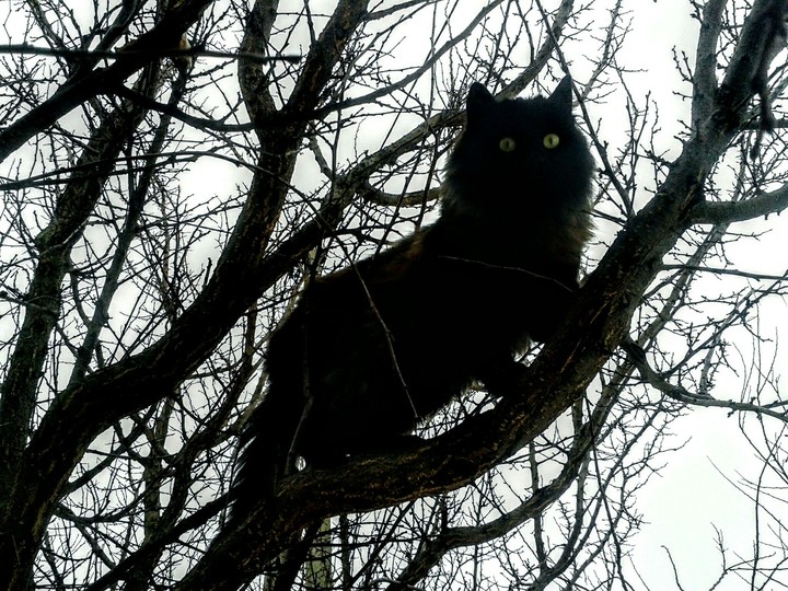 cat