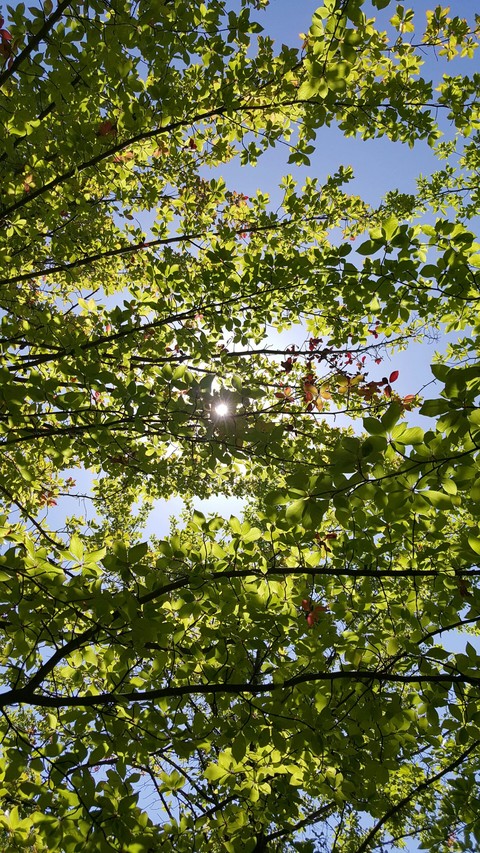 painting leaf branches in the sky