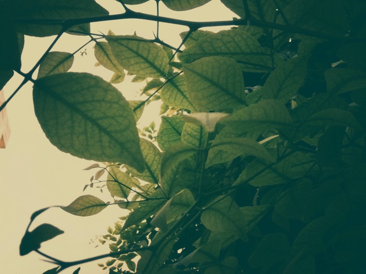sky full of leaves