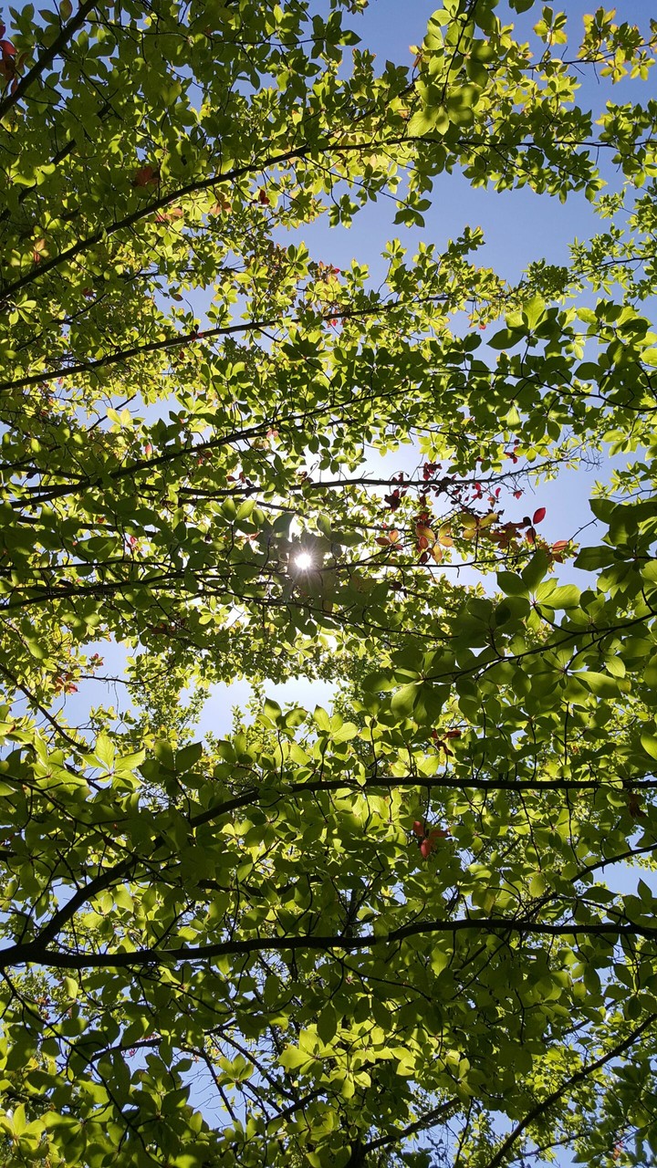painting leaf branches in the sky