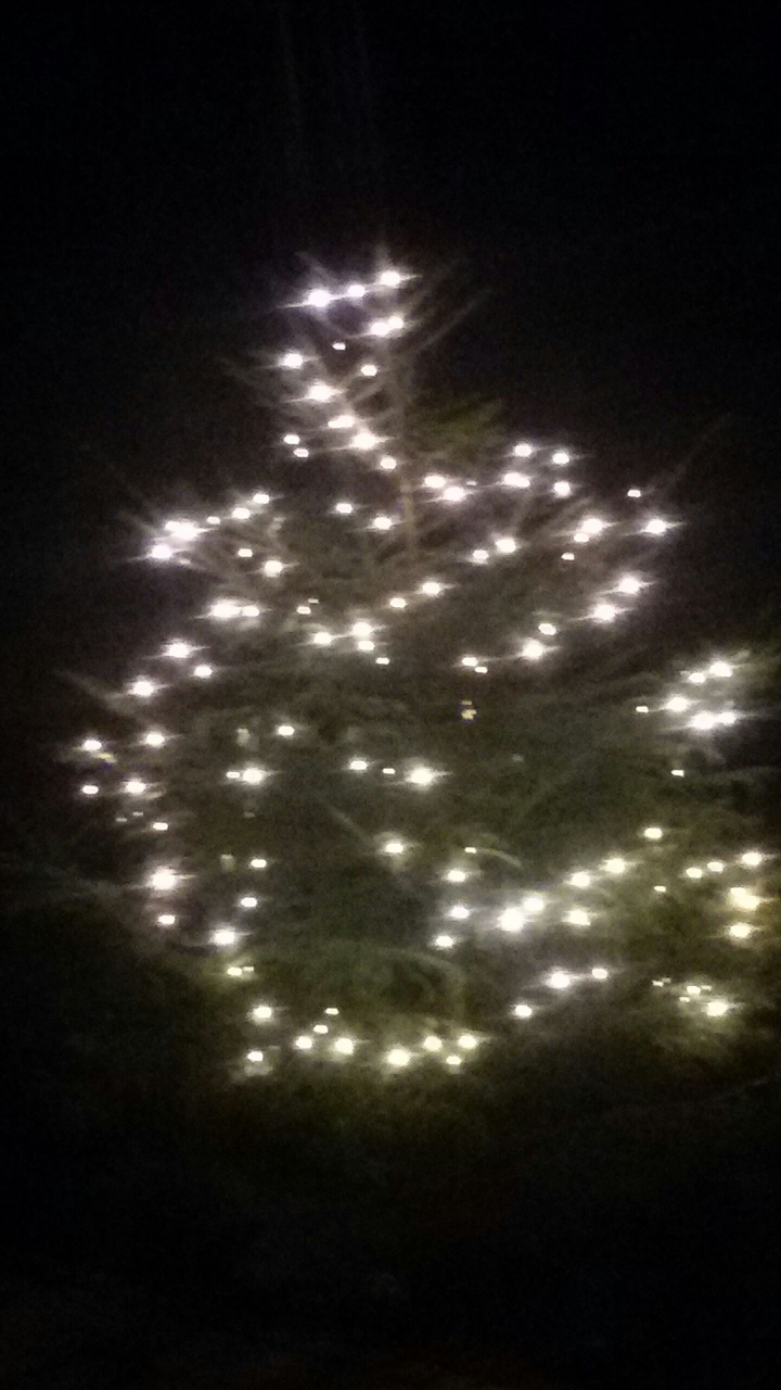der christbaum aus unserem garten !!!!!!!