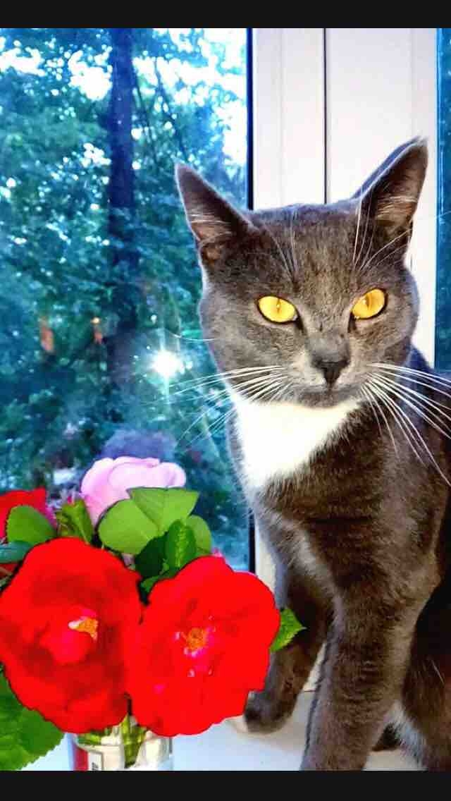 Стёпа