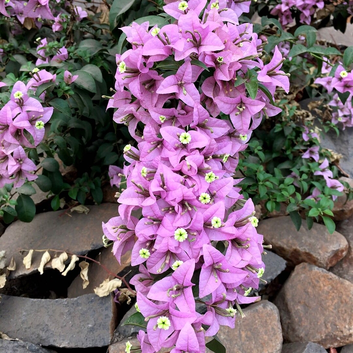 delphiniums