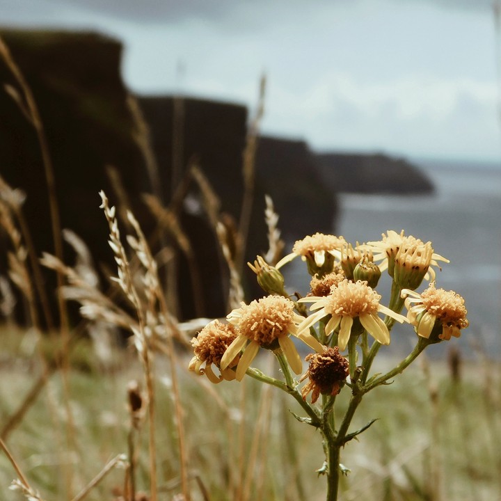 Cliffs of Moher