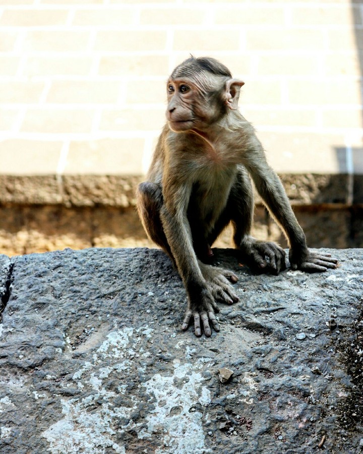 baby monkey