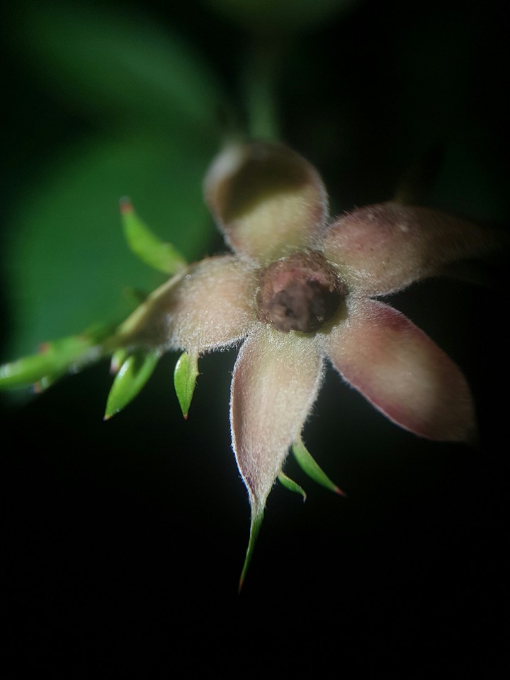 flor no escuro