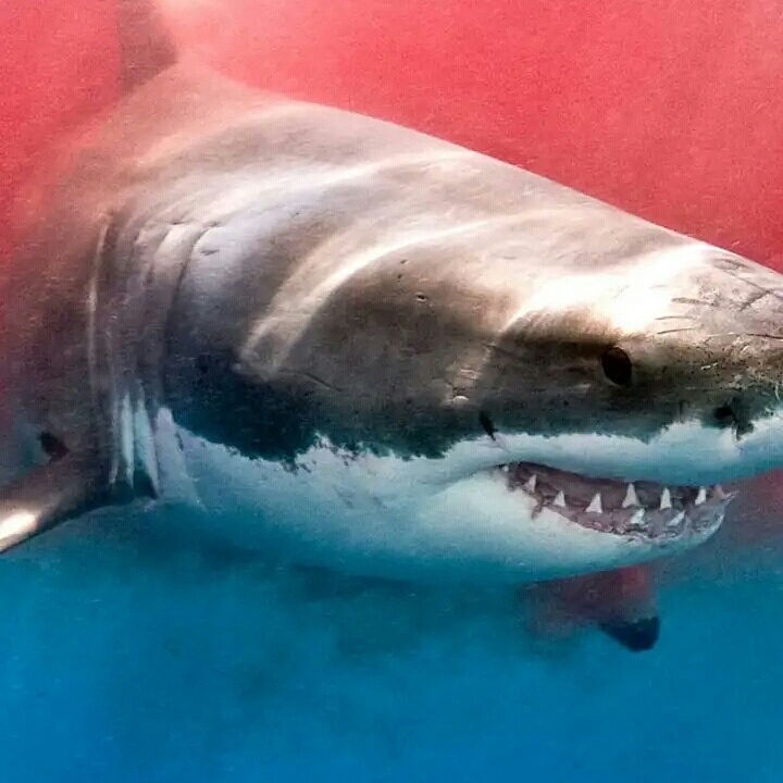 great white